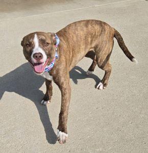 Enlarge Jazz, a ADOPTABLE Pit Bull Terrier in Bucyrus, OH image 3/6