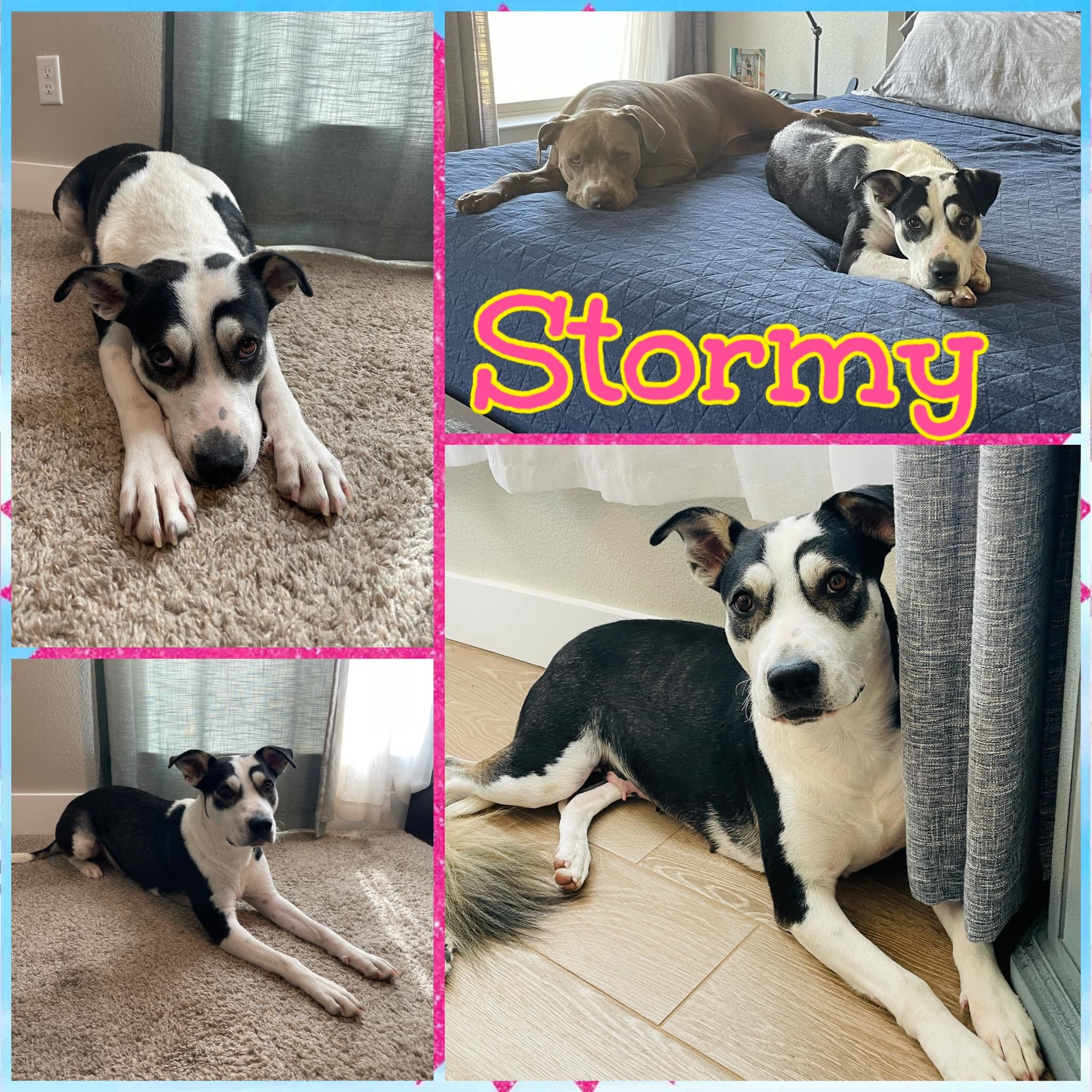 Stormy, Young Female Australian Kelpie
