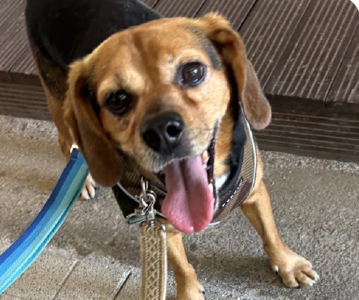Toby, ADOPTABLE, Adult Male Beagle.