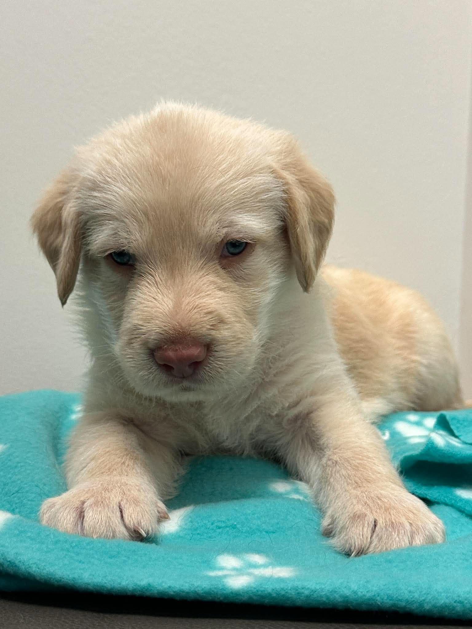 Enlarge Guinness, a Adoptable mixed breed in Mississauga, ON image 4/5