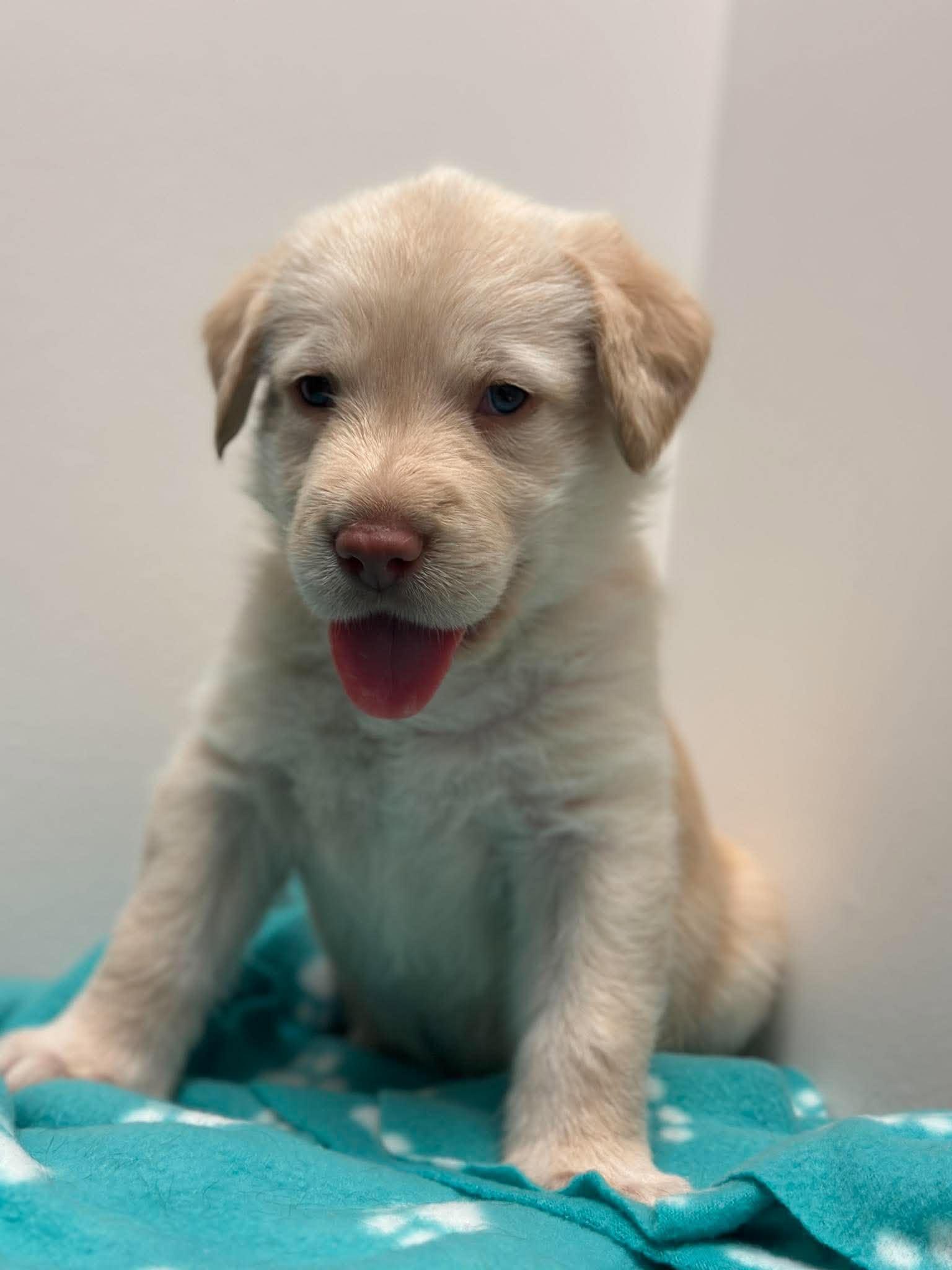 Enlarge Guinness, a Adoptable mixed breed in Mississauga, ON image 3/5
