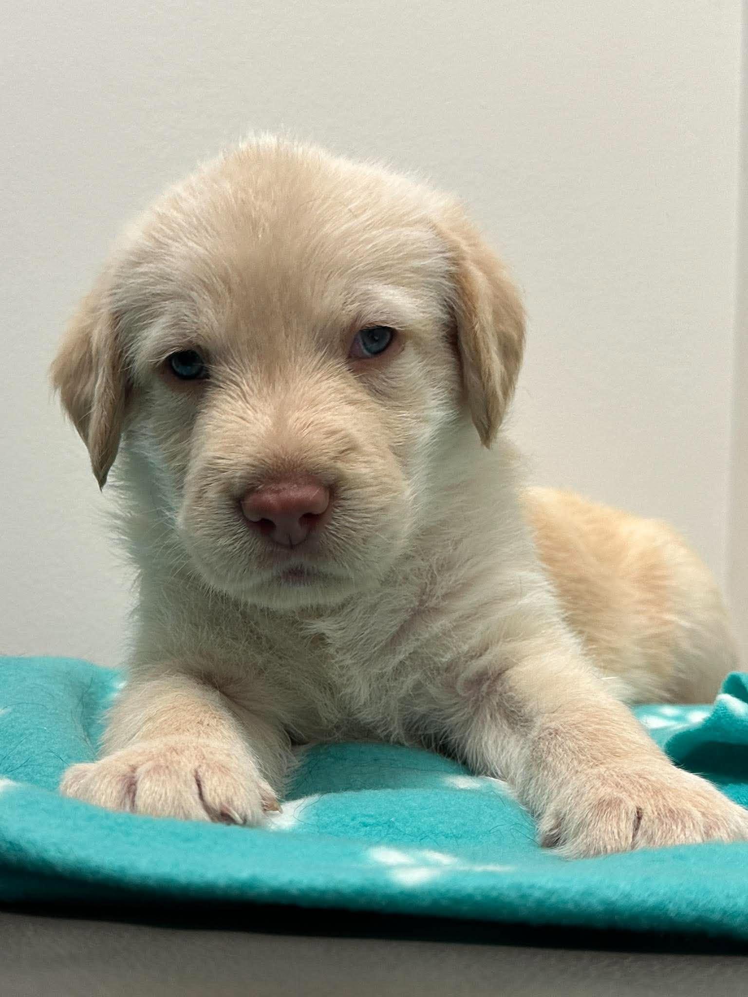 Enlarge Guinness, a Adoptable mixed breed in Mississauga, ON image 5/5