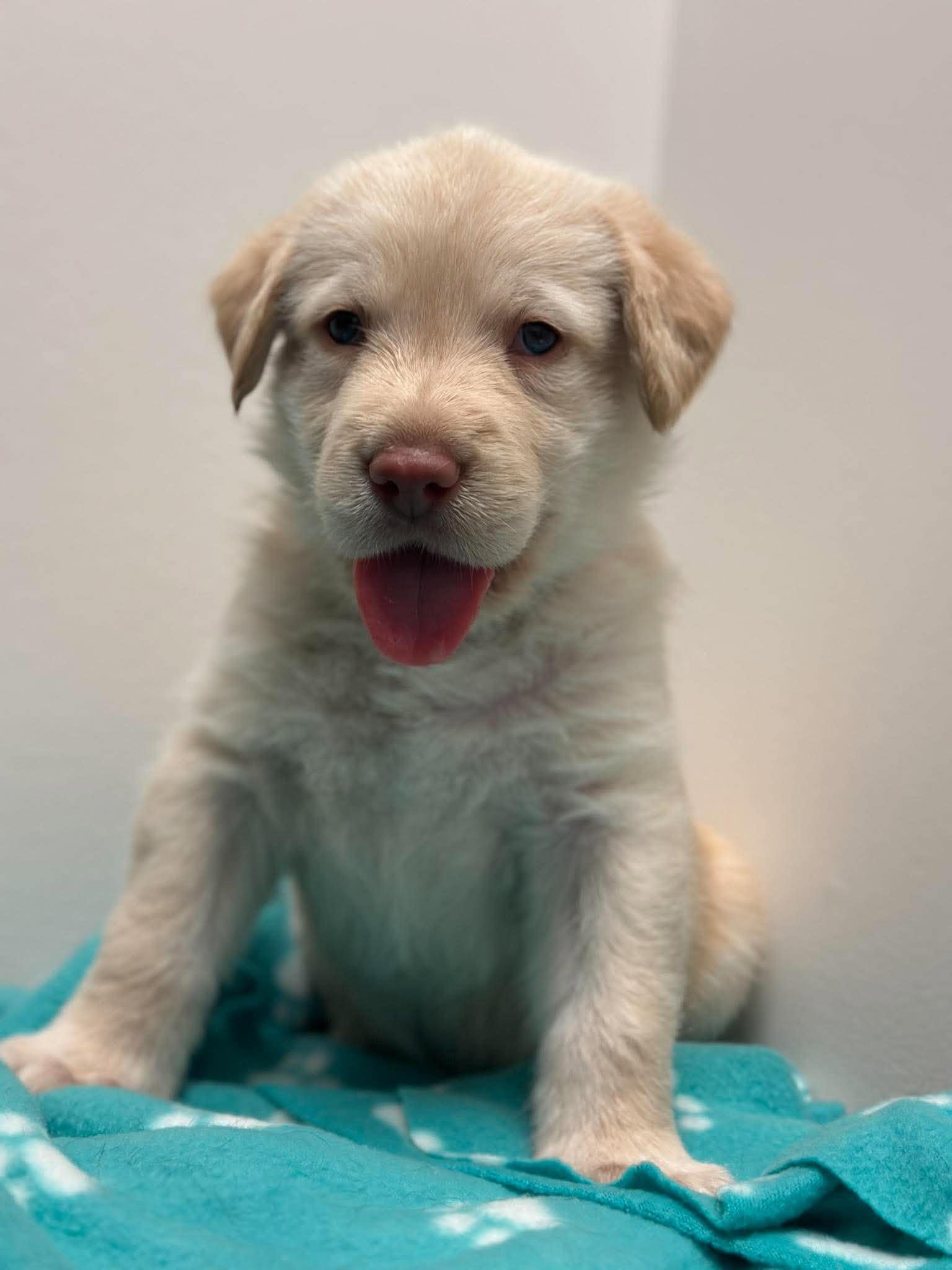 Enlarge Guinness, a Adoptable mixed breed in Mississauga, ON image 2/5
