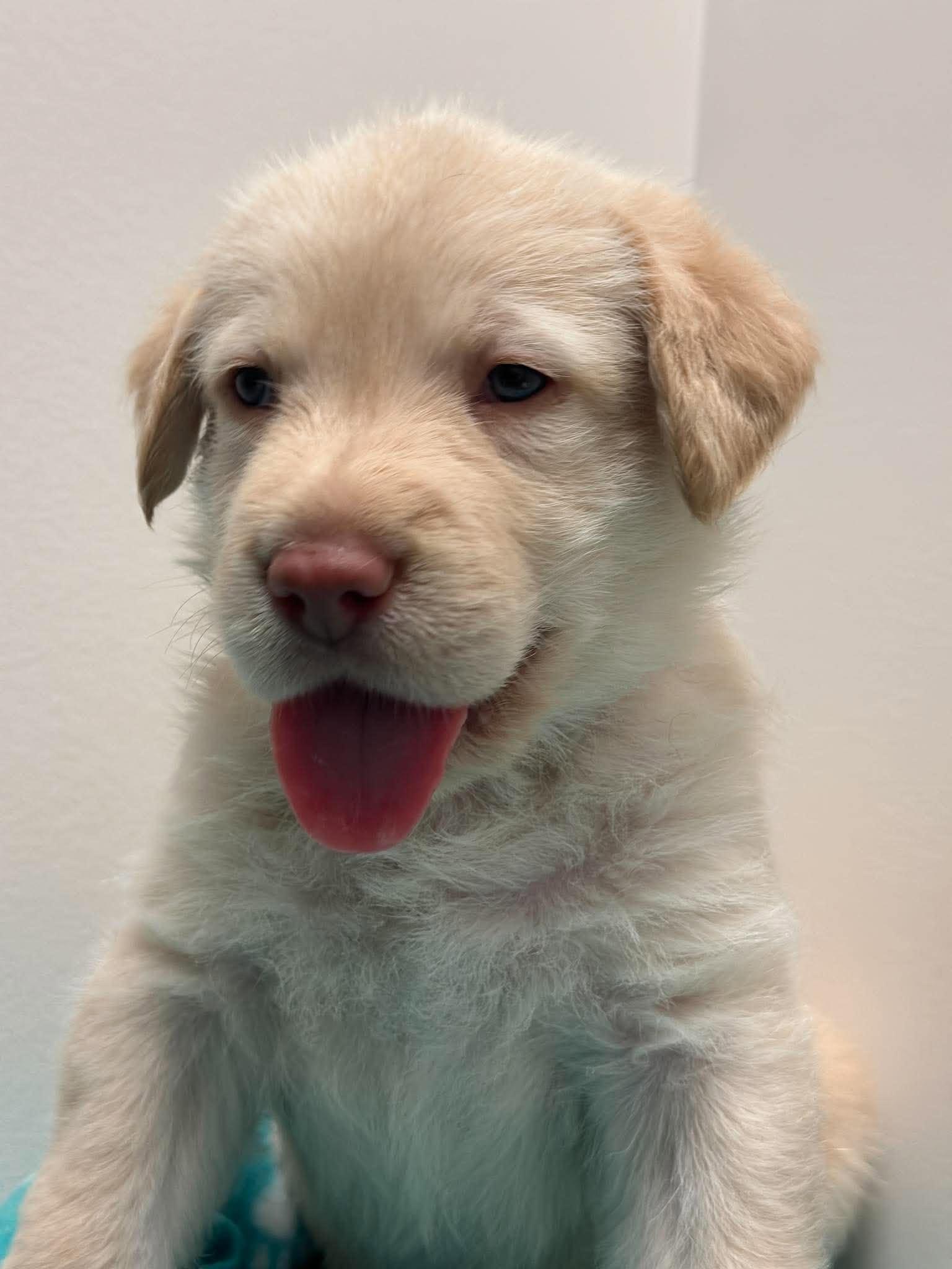 Enlarge Guinness, a Adoptable mixed breed in Mississauga, ON image 1/5