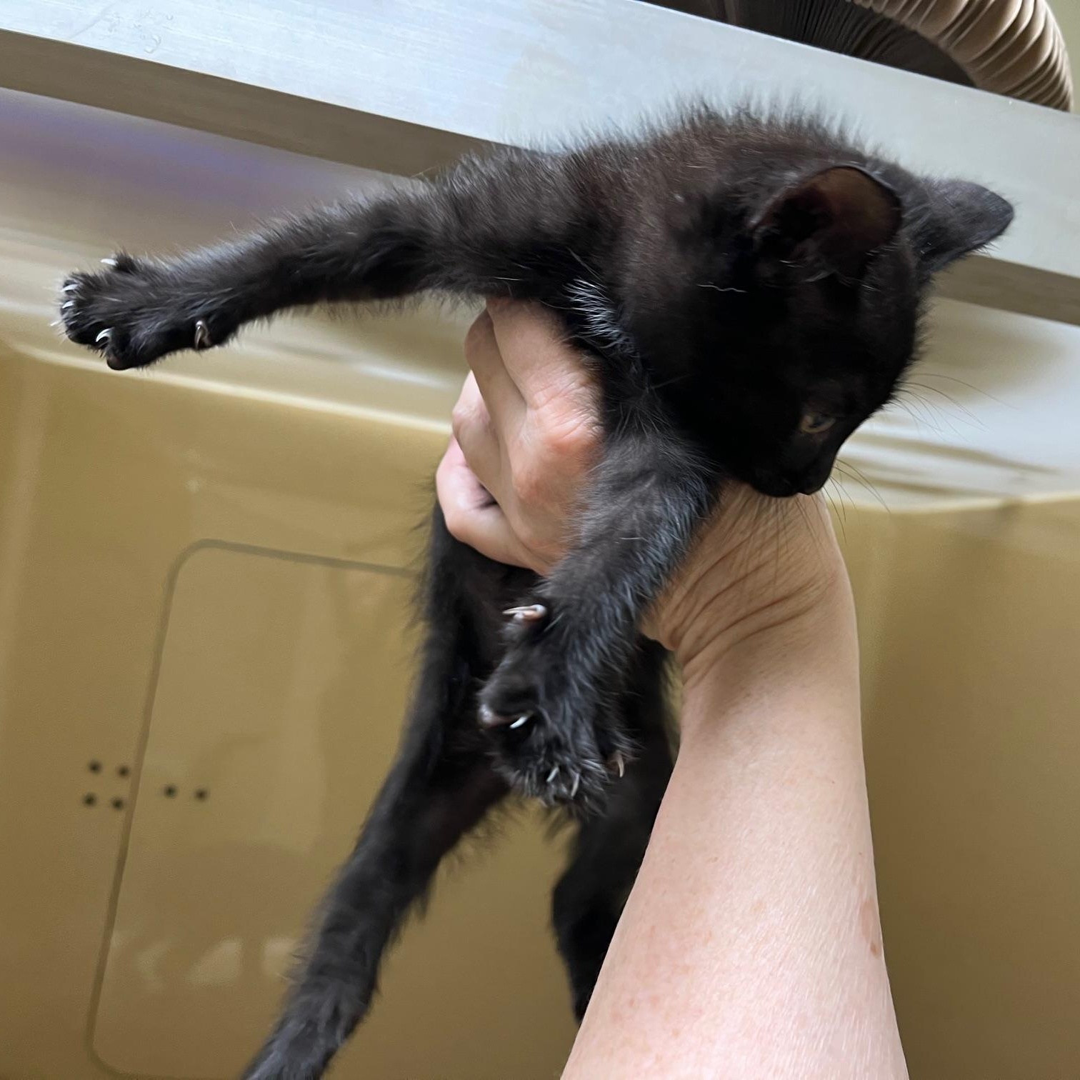 Spatula, a Adoptable mixed breed in Clarksville, VA image 3/6