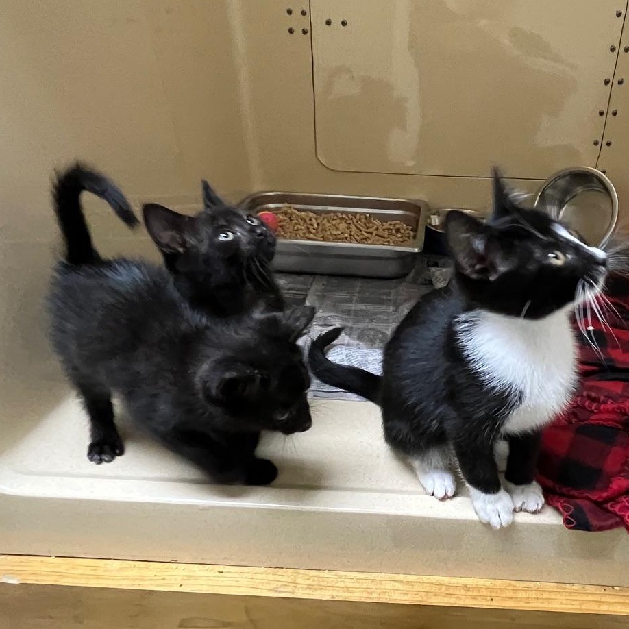 Spatula, a Adoptable mixed breed in Clarksville, VA image 5/6