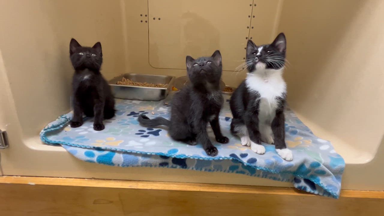 Enlarge Spatula, a Adoptable mixed breed in Clarksville, VA video 6/6