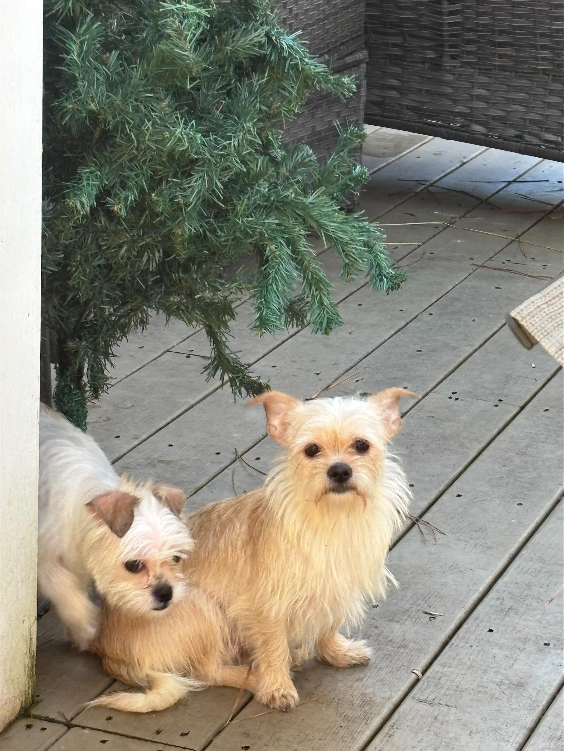 Enlarge Cinnamon, a ADOPTABLE mixed breed in Durham, NC image 2/2