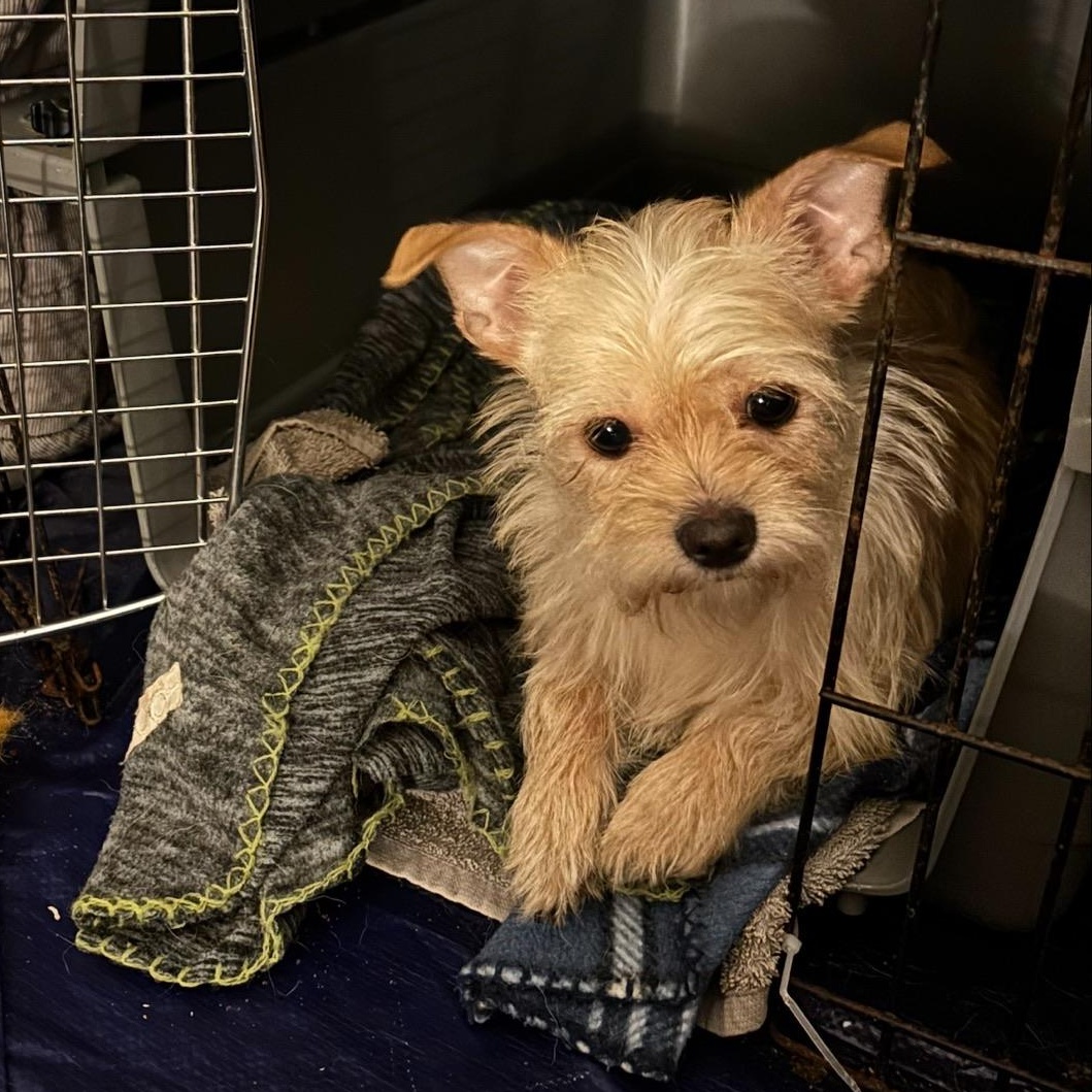 Enlarge Cinnamon, a ADOPTABLE mixed breed in Durham, NC image 1/2