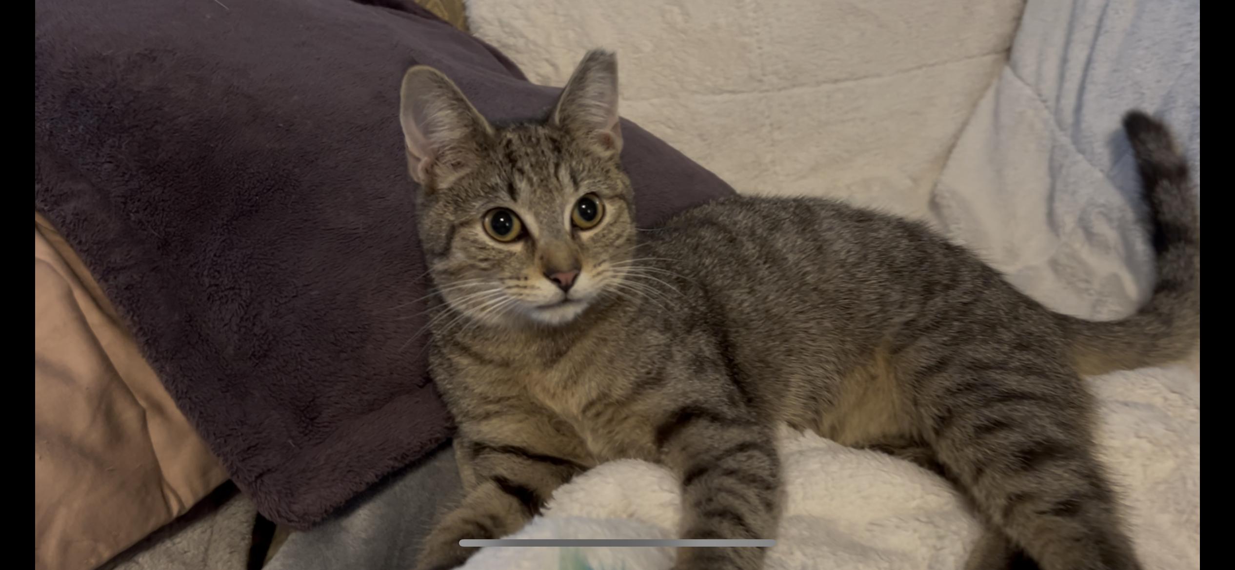 Teddie, a ADOPTABLE Domestic Short Hair in Roachdale, IN image 2/4