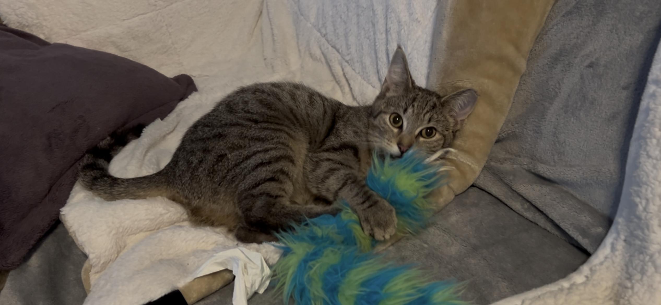 Teddie, a ADOPTABLE Domestic Short Hair in Roachdale, IN image 3/4