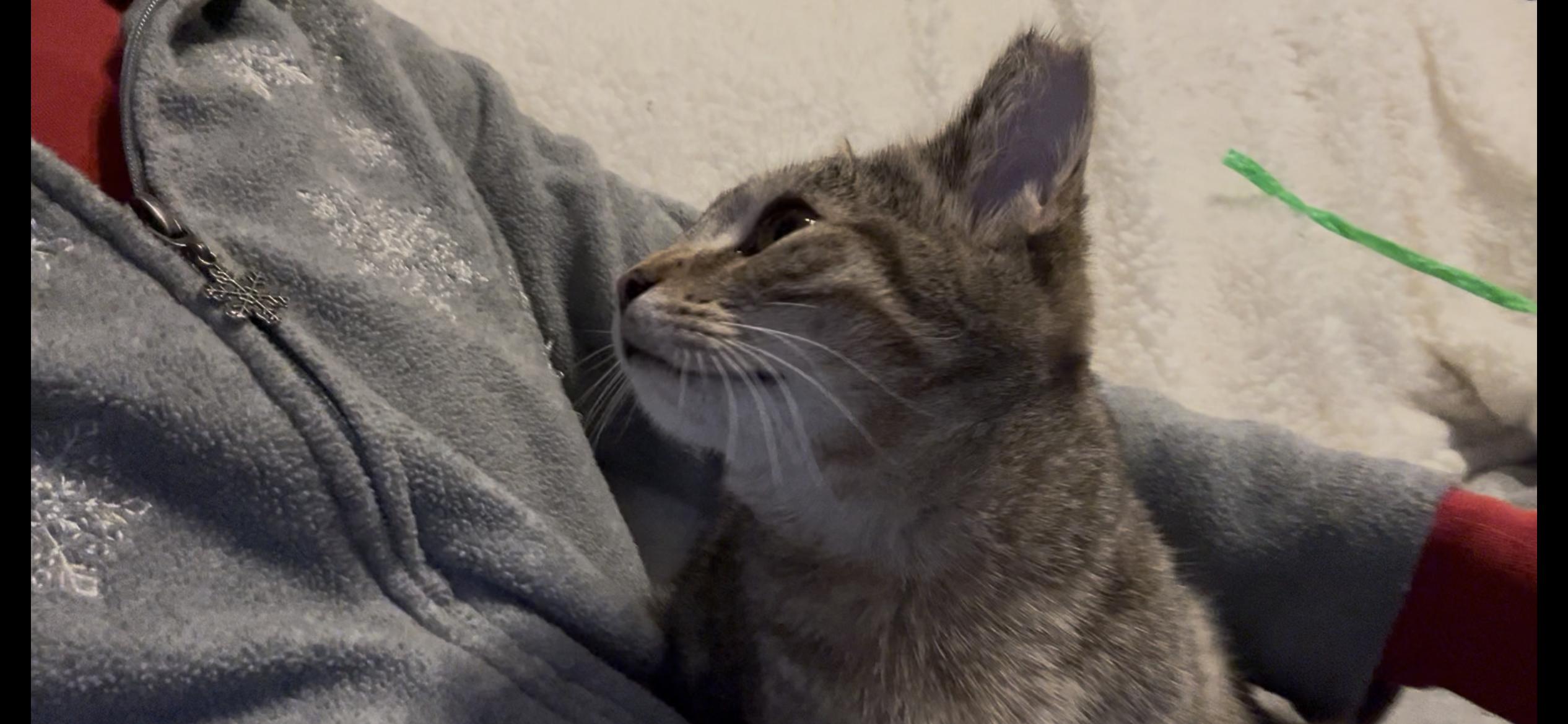 Teddie, a ADOPTABLE Domestic Short Hair in Roachdale, IN image 4/4