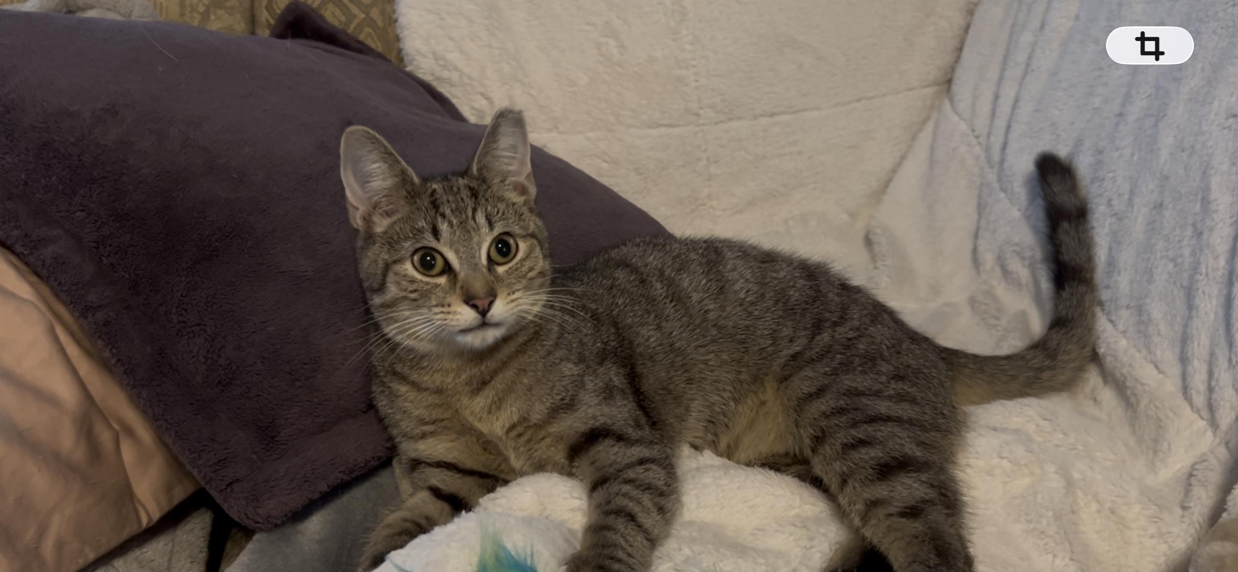 Teddie, ADOPTABLE, Kitten Male Domestic Short Hair.