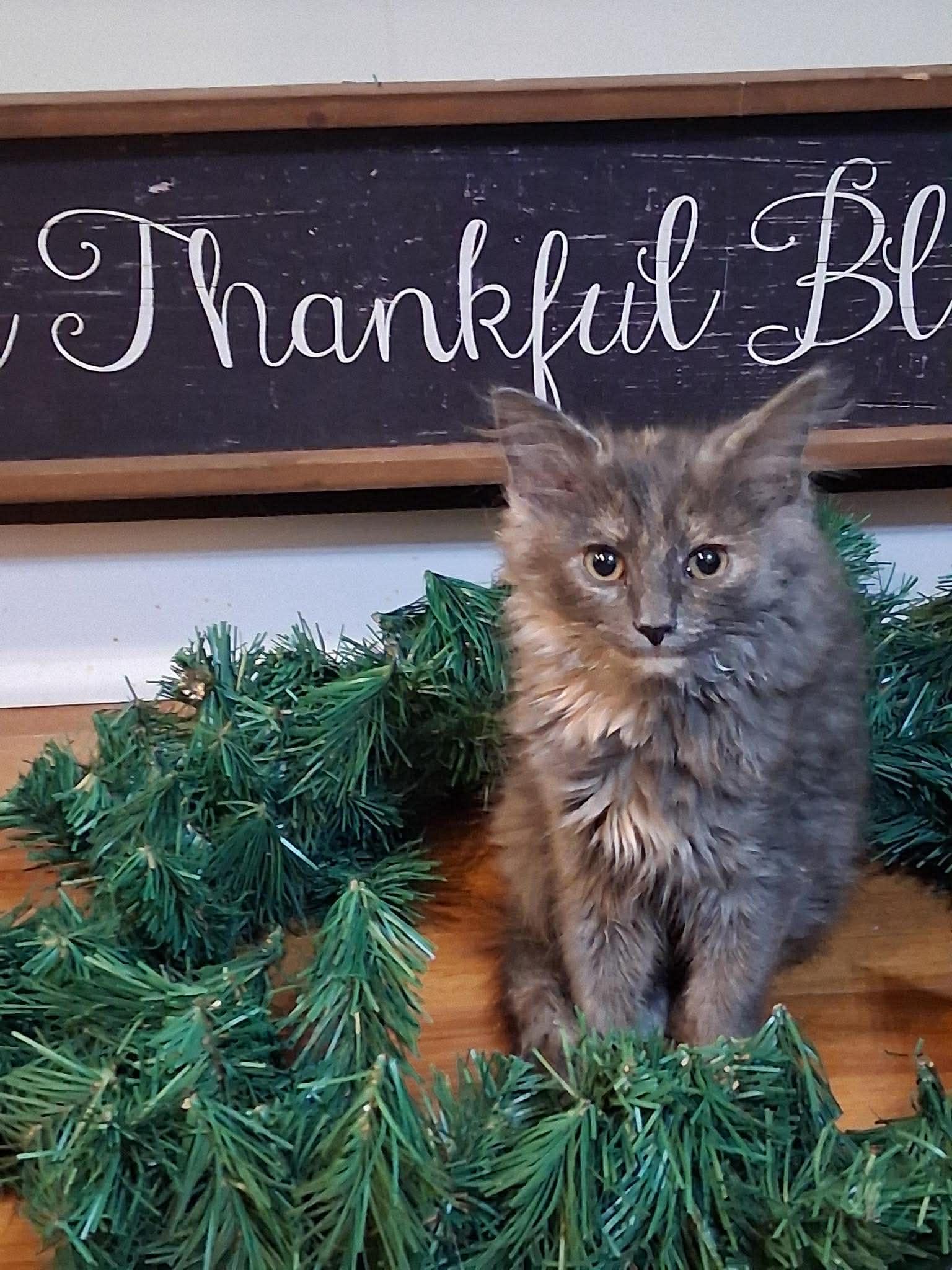 Enlarge MOXIE & YOO-HOO, an adopted Domestic Long Hair in Windsor Locks, CT image 6/6