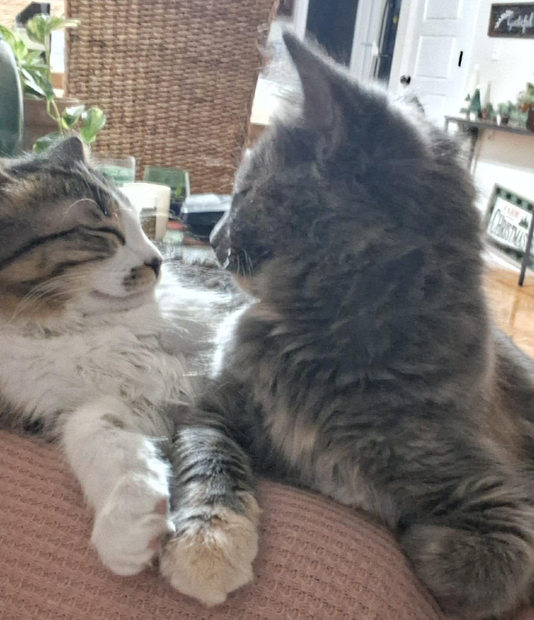 Enlarge MOXIE & YOO-HOO, an adopted Domestic Long Hair in Windsor Locks, CT image 5/6