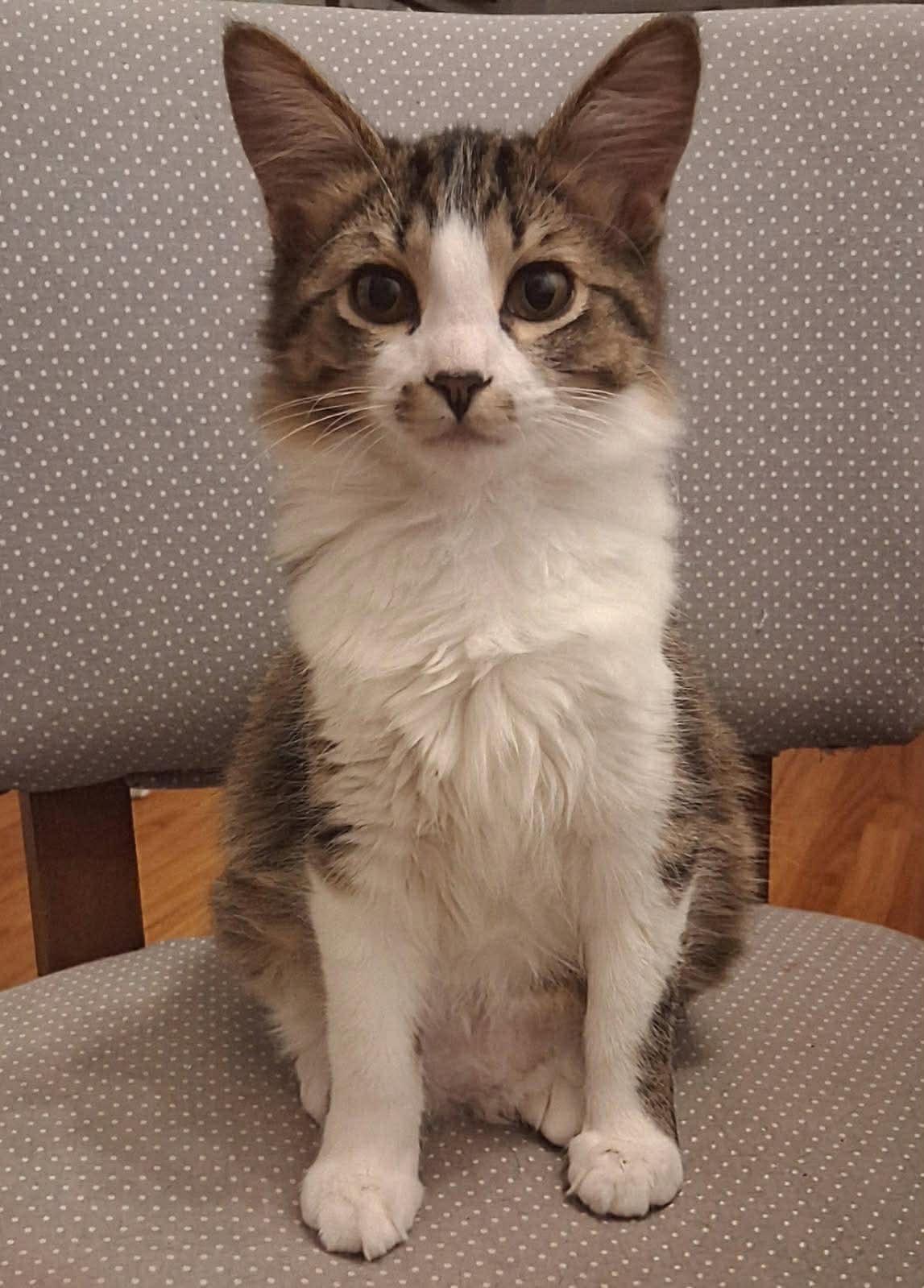 Enlarge MOXIE & YOO-HOO, an adopted Domestic Long Hair in Windsor Locks, CT image 2/6