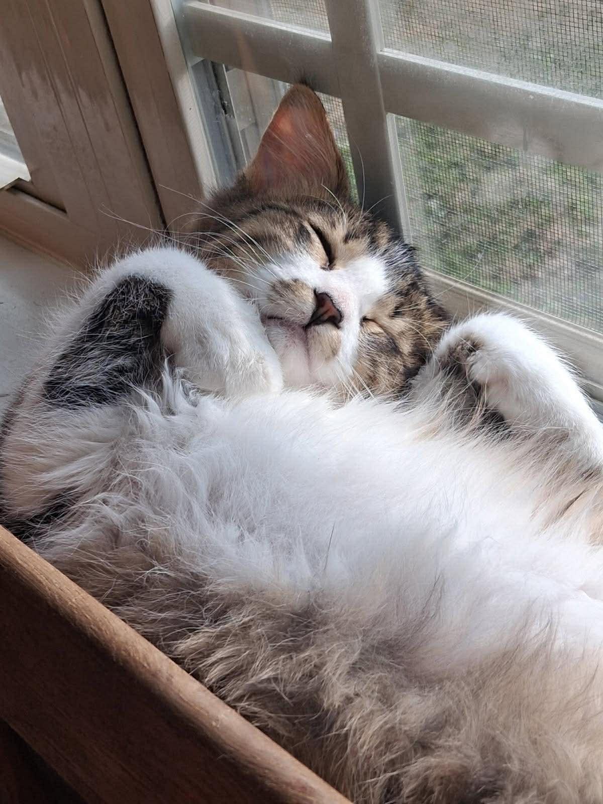 Enlarge MOXIE & YOO-HOO, an adopted Domestic Long Hair in Windsor Locks, CT image 3/6