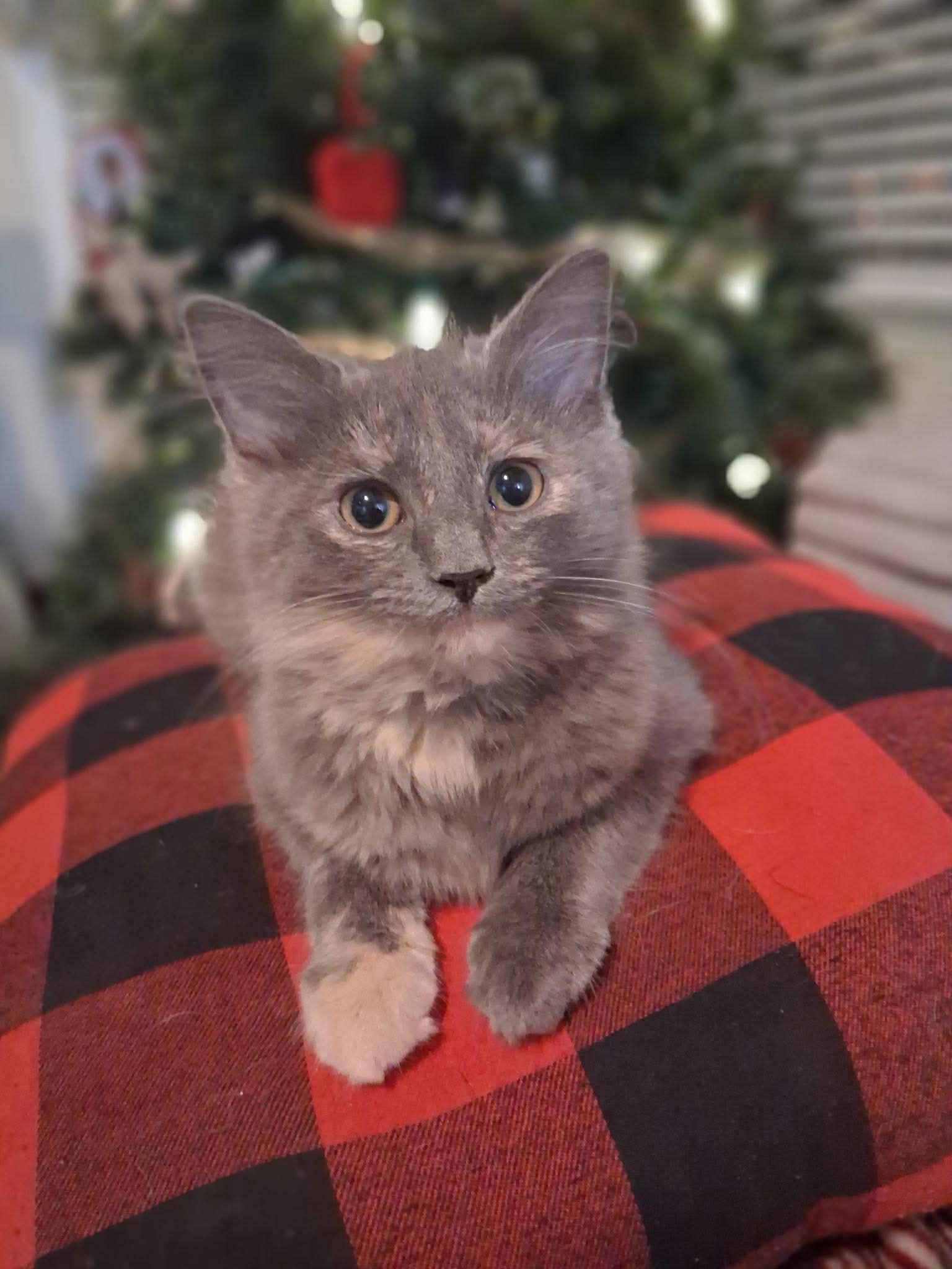 Enlarge MOXIE & YOO-HOO, an adopted Domestic Long Hair in Windsor Locks, CT image 4/6