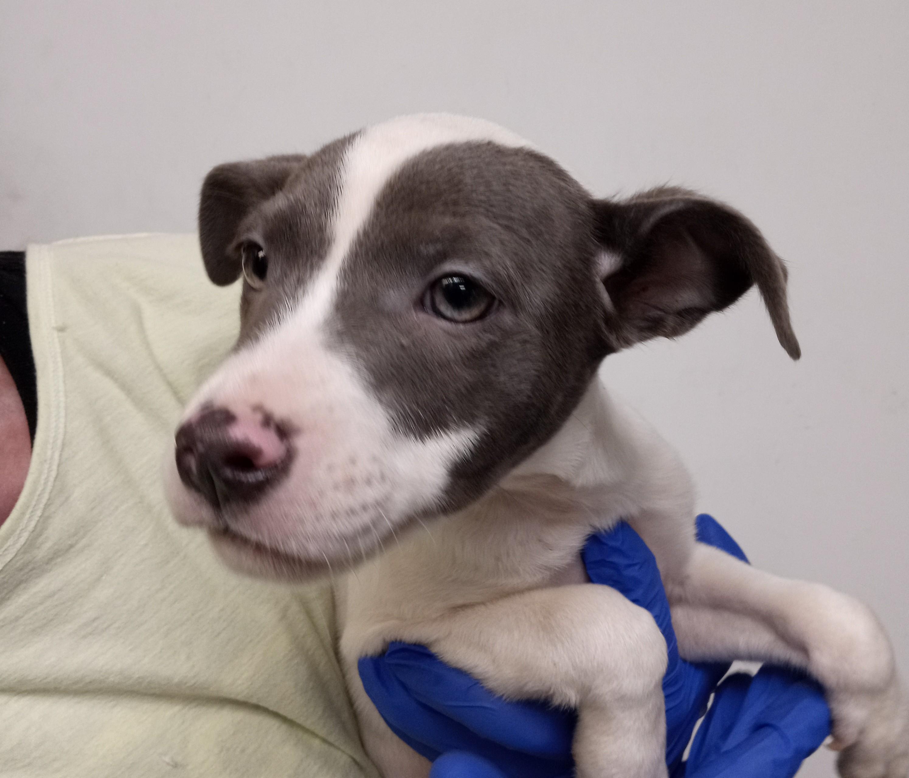 Olivia, adopted, Puppy Male Jack Russell Terrier & Terrier.