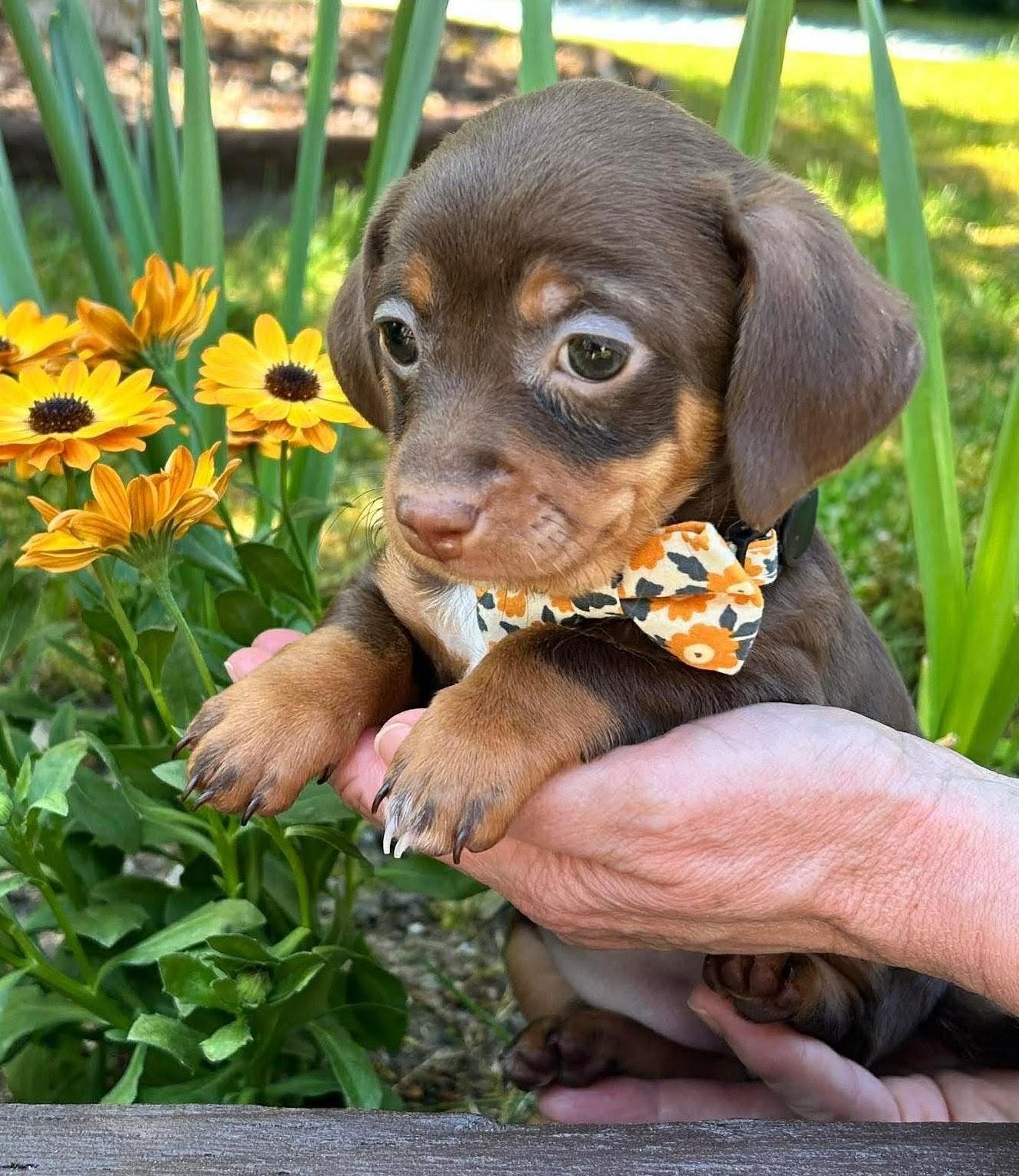Enlarge Cinnamon , an adopted mixed breed in Nanaimo , BC image 2/5