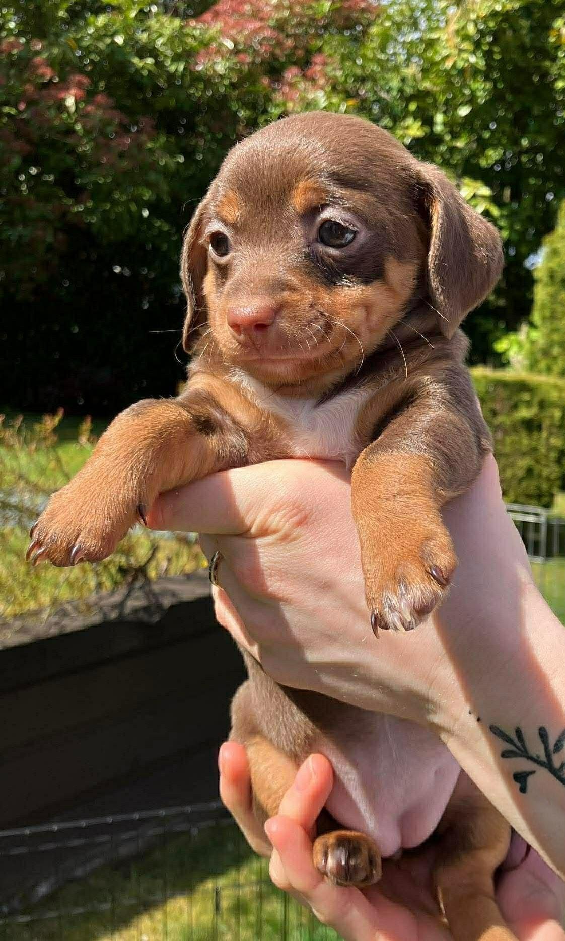 Enlarge Cinnamon , an adopted mixed breed in Nanaimo , BC image 3/5