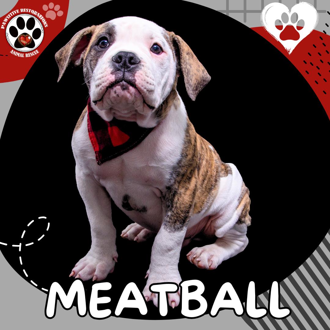MEATBALL, Adoptable, Puppy Male English Bulldog.