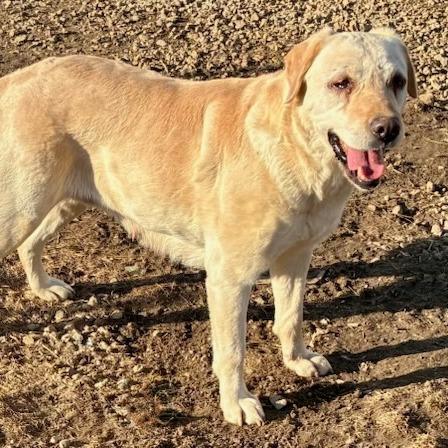 Lilly, Adoptable, Senior Female Yellow Labrador Retriever.