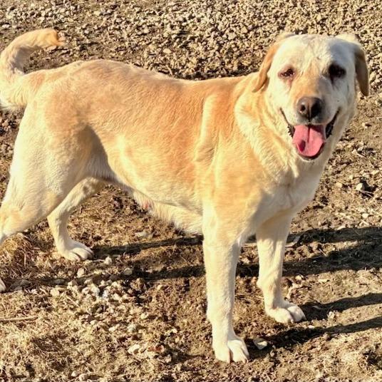 Enlarge Lilly, a Adoptable Yellow Labrador Retriever in Baldwin, WI image 2/4