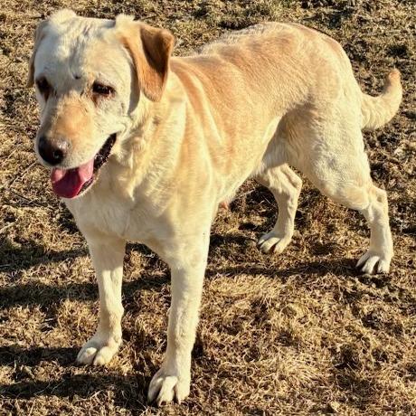 Enlarge Lilly, a Adoptable Yellow Labrador Retriever in Baldwin, WI image 3/4