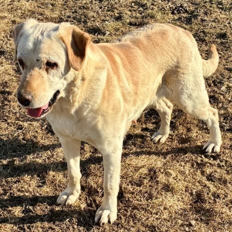 Enlarge Lilly, a Adoptable Yellow Labrador Retriever in Baldwin, WI image 4/4