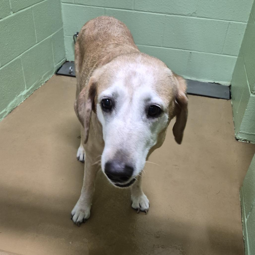 Enlarge Stella, a Adoptable Labrador Retriever in Portland, TX image 1/1