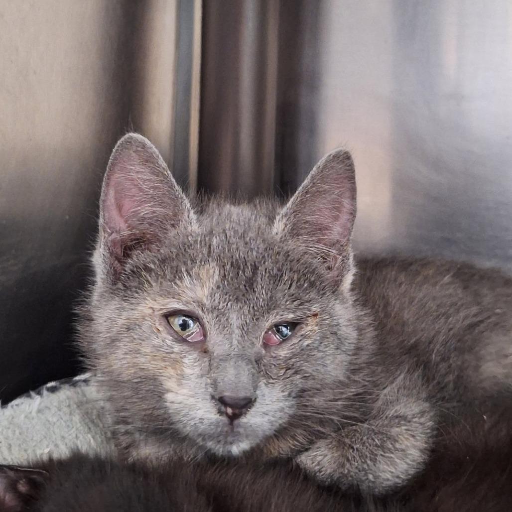 Sprinkles, Adoptable, Kitten Female Domestic Short Hair.
