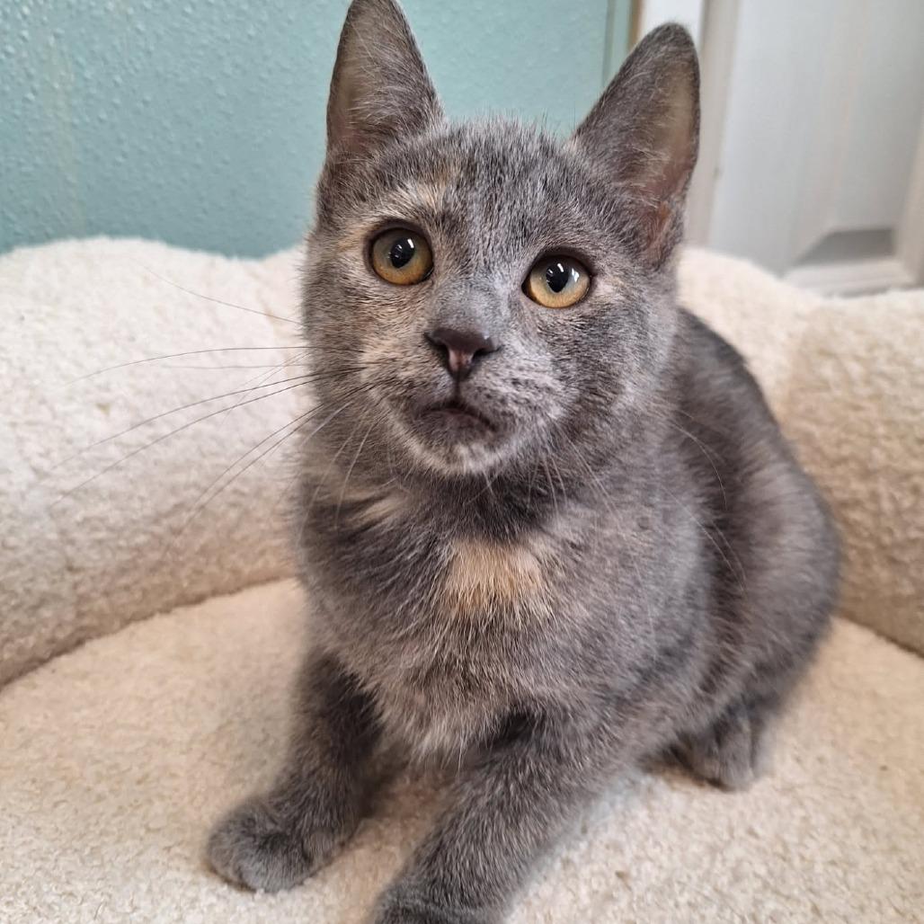 Enlarge Sprinkles, a Adoptable Domestic Short Hair in Attica, NY image 2/2