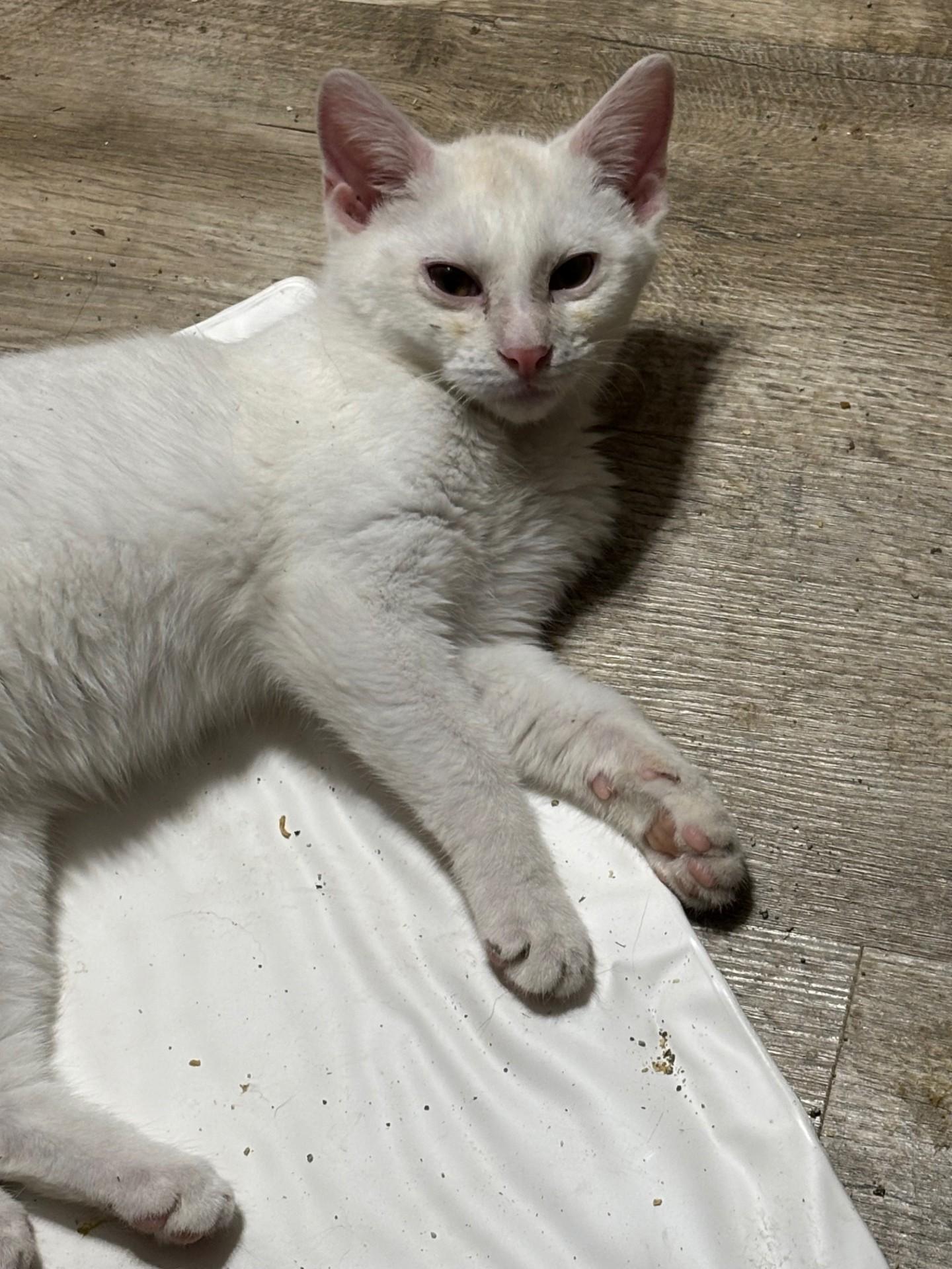 Enlarge Targaryen, an adopted Domestic Short Hair in Pekin, IL image 3/3