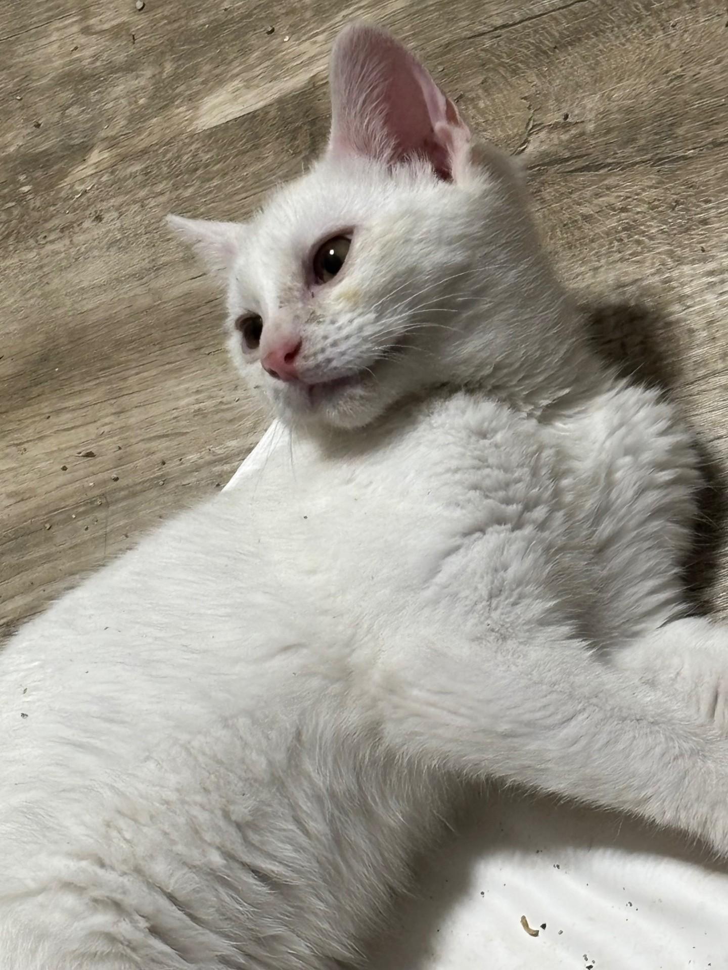 Enlarge Targaryen, an adopted Domestic Short Hair in Pekin, IL image 2/3