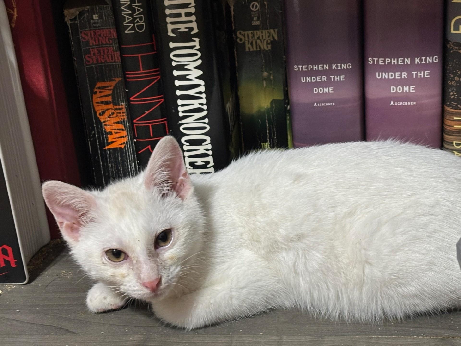 Targaryen, adopted, Kitten Male Domestic Short Hair.