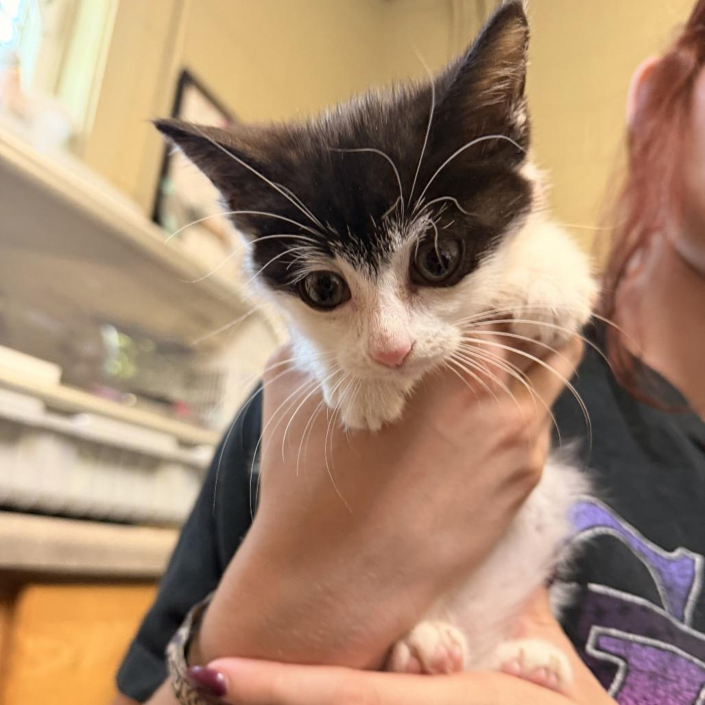 Enlarge Cookie, a Adoptable Domestic Short Hair in Columbus, NC image 1/1