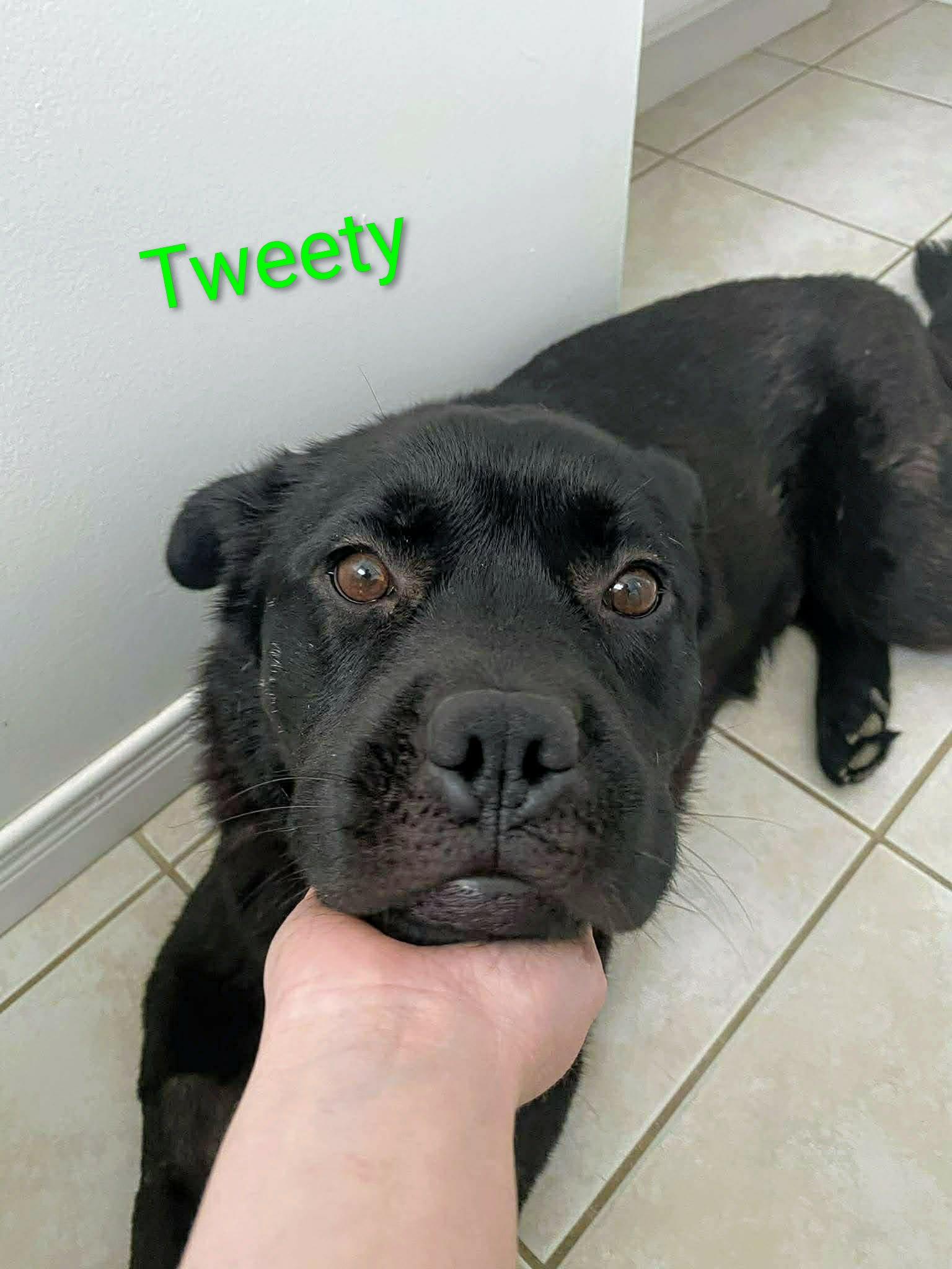 Tweety (20260115-01) — thumbnail 2