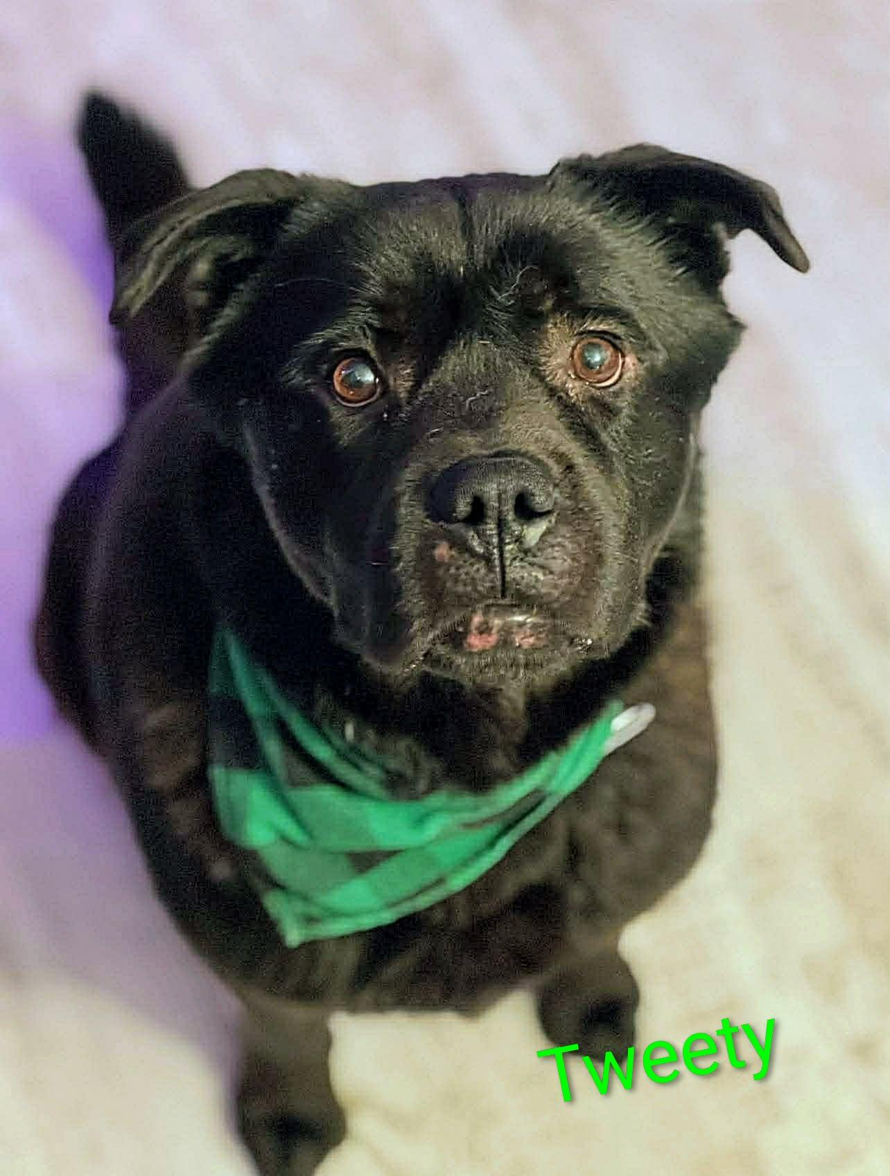 Tweety (20260115-01) — thumbnail 3