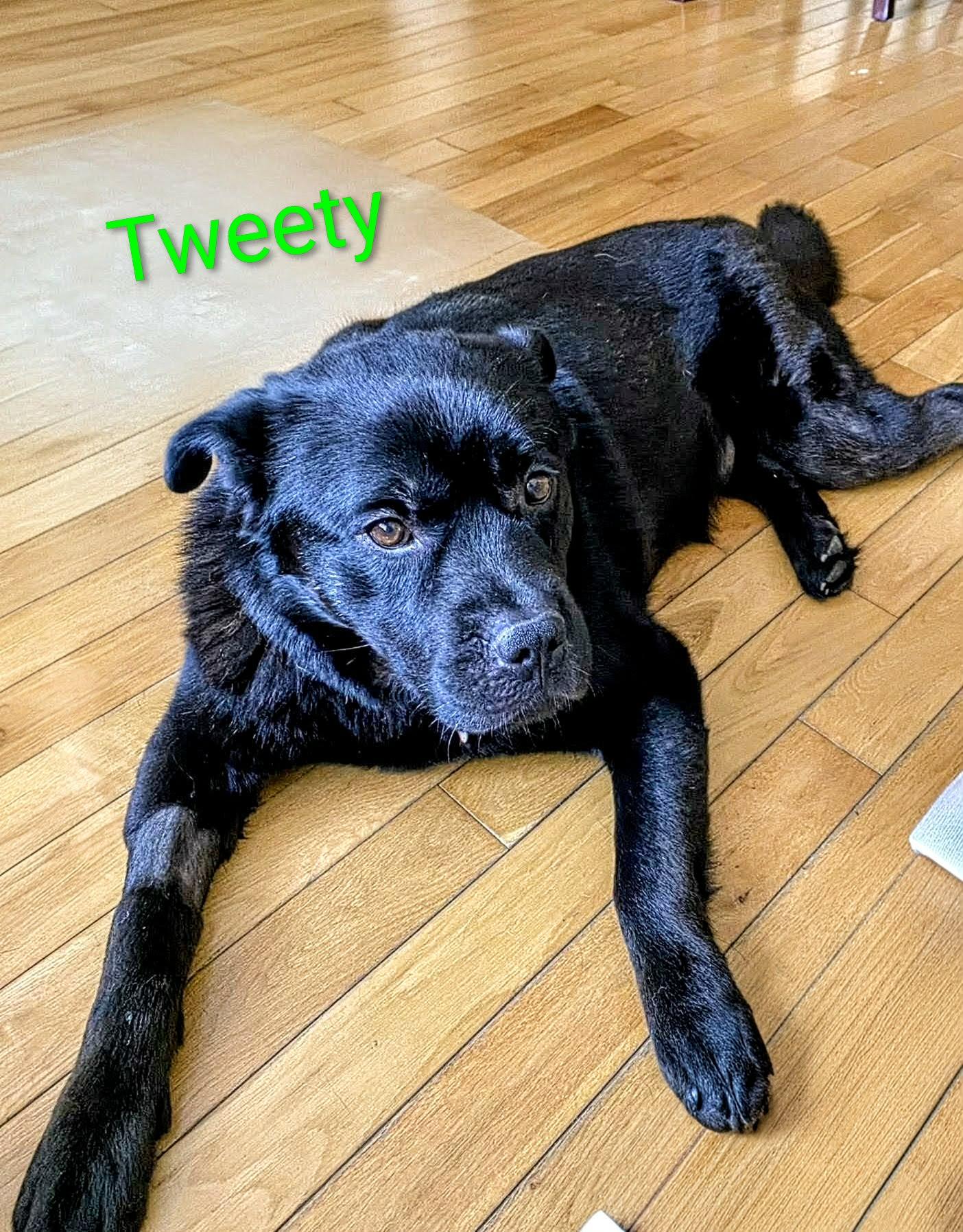 Tweety (20260115-01) — thumbnail 5