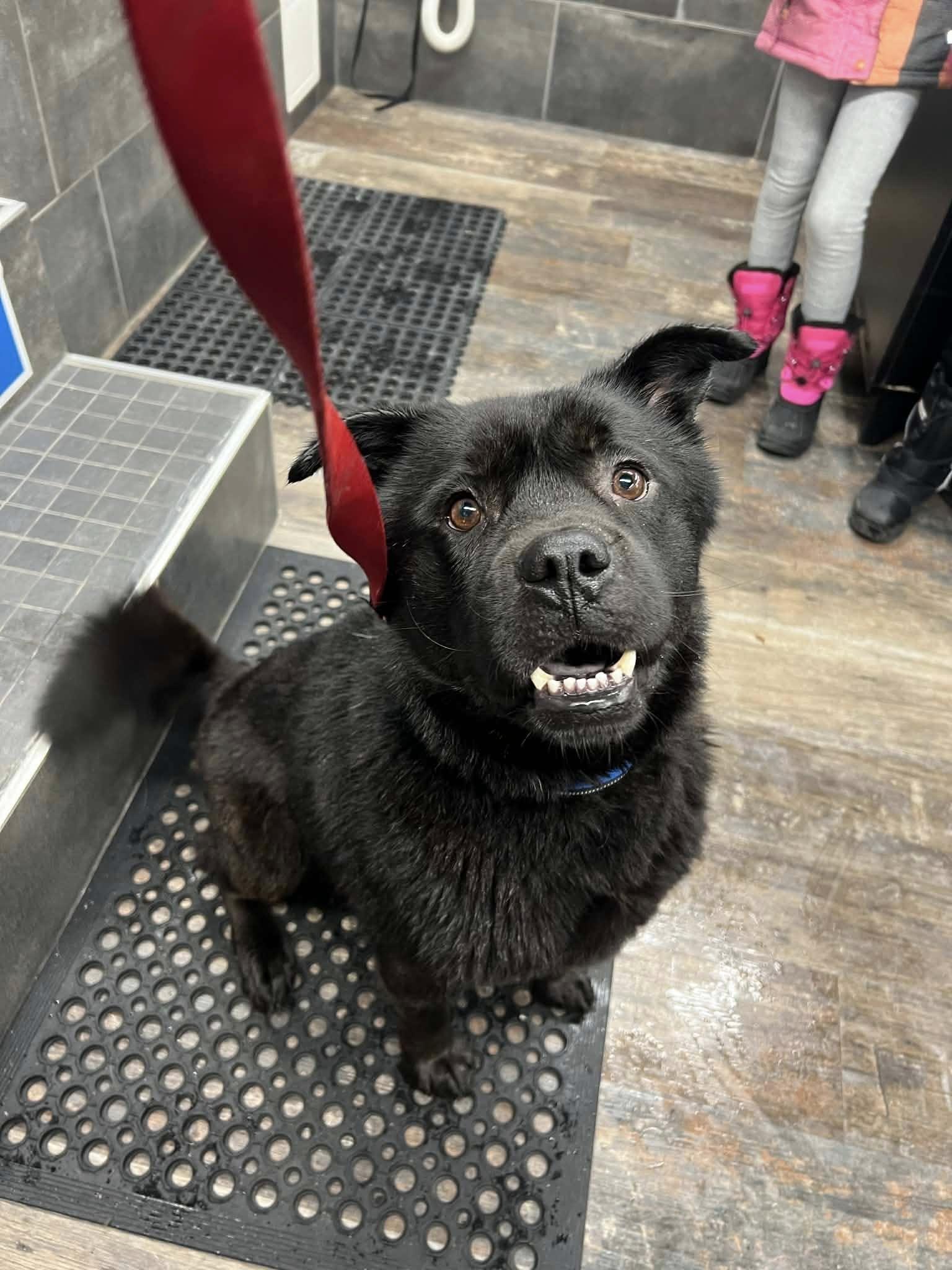 Tweety (20260115-01) — thumbnail 6