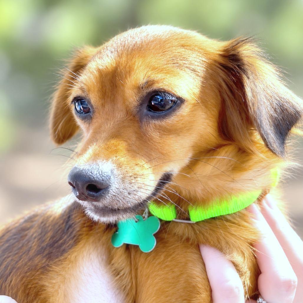 Delilah, Adopted, Young Female Chihuahua & Mixed Breed.