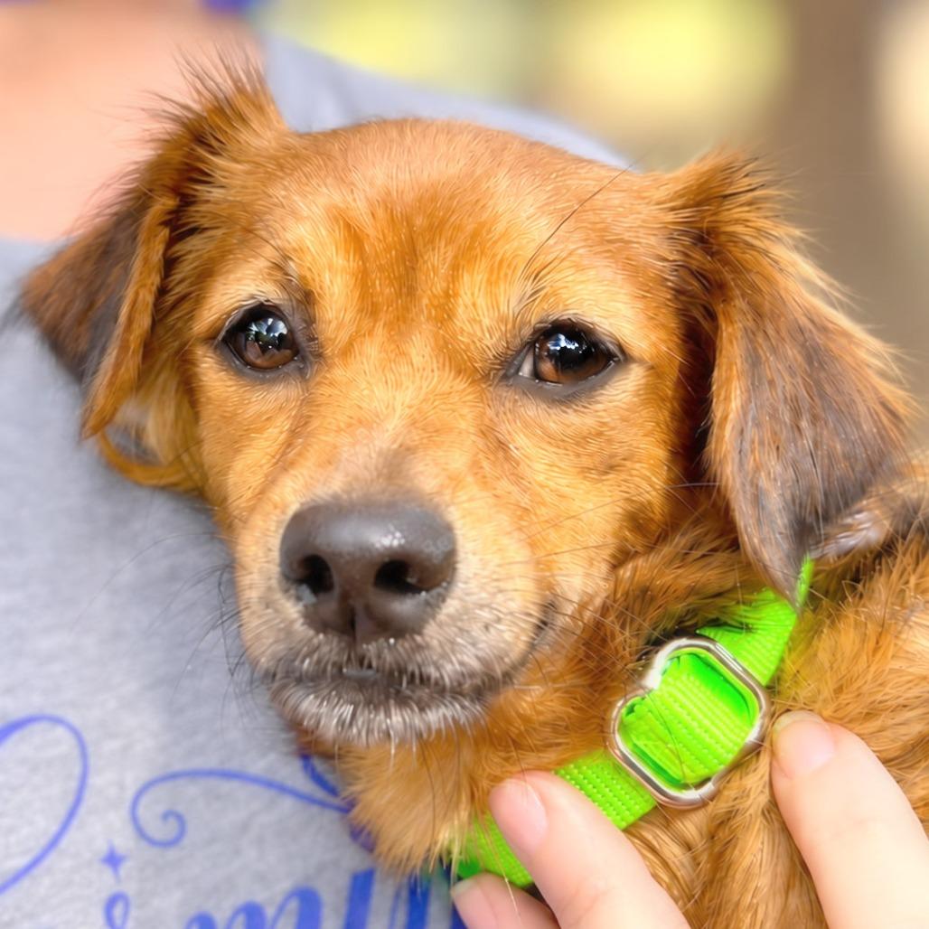 Enlarge Delilah, a Adopted mixed breed in Boerne, TX image 2/4