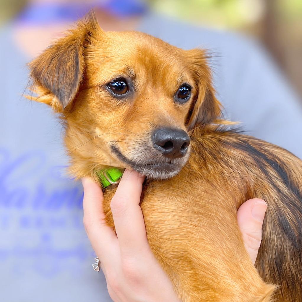 Enlarge Delilah, a Adopted mixed breed in Boerne, TX image 3/4