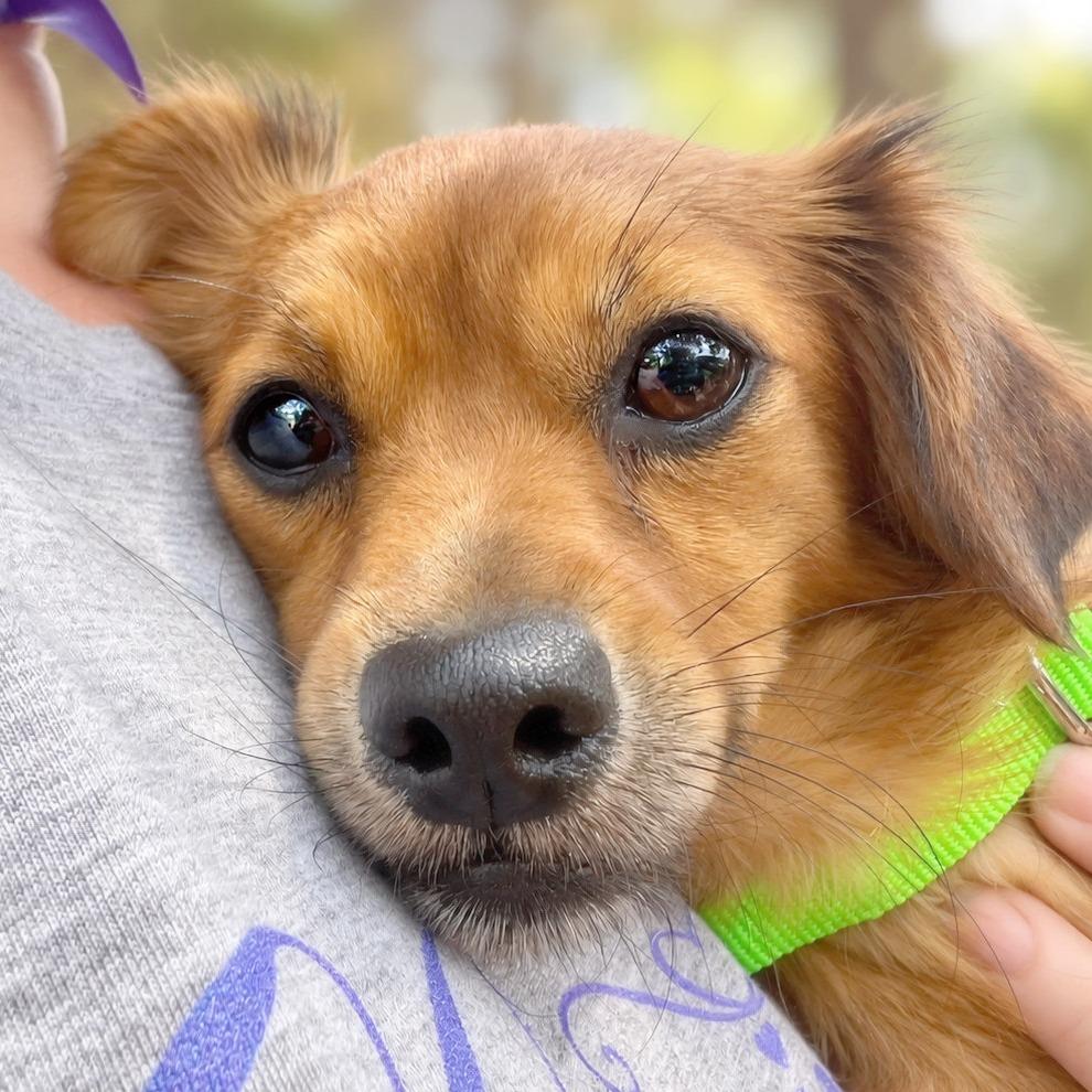 Enlarge Delilah, a Adopted mixed breed in Boerne, TX image 4/4