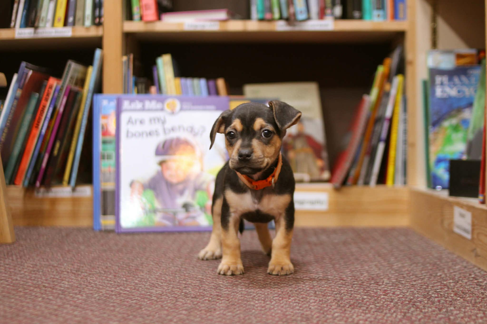 Enlarge Amelia Bedelia, an adoptable mixed breed in South Saint Paul, MN image 4/4