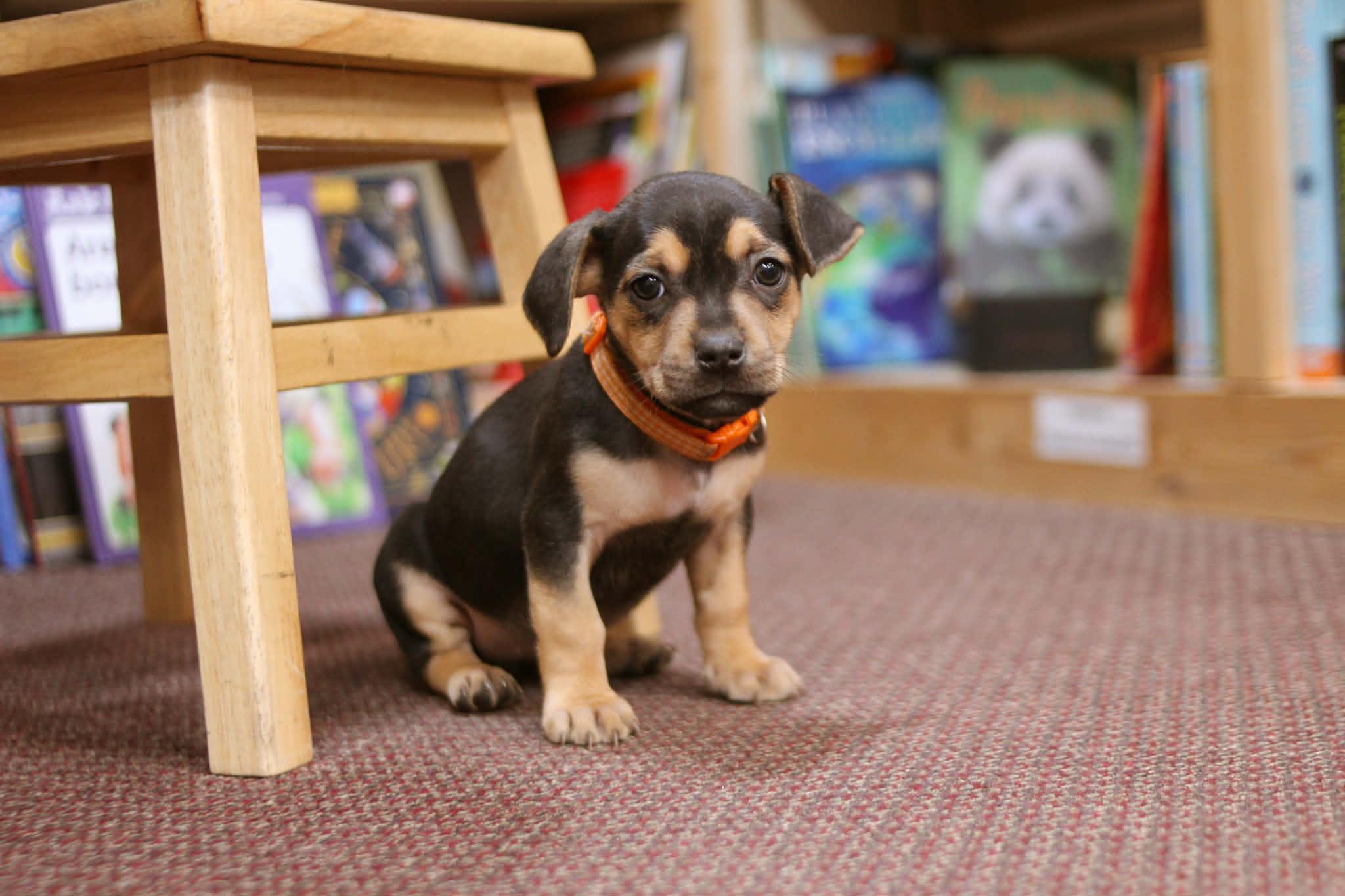 Amelia Bedelia, adoptable, Puppy Female Chiweenie & Rat Terrier.