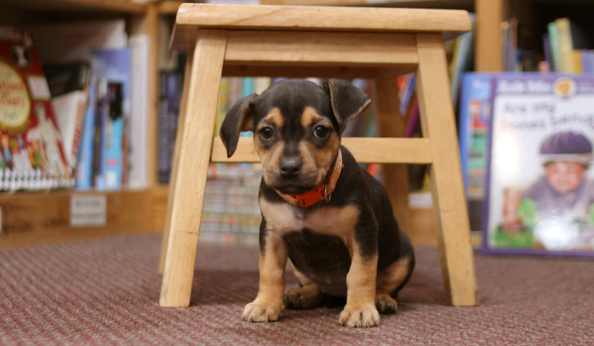 Enlarge Amelia Bedelia, an adoptable mixed breed in South Saint Paul, MN image 3/4
