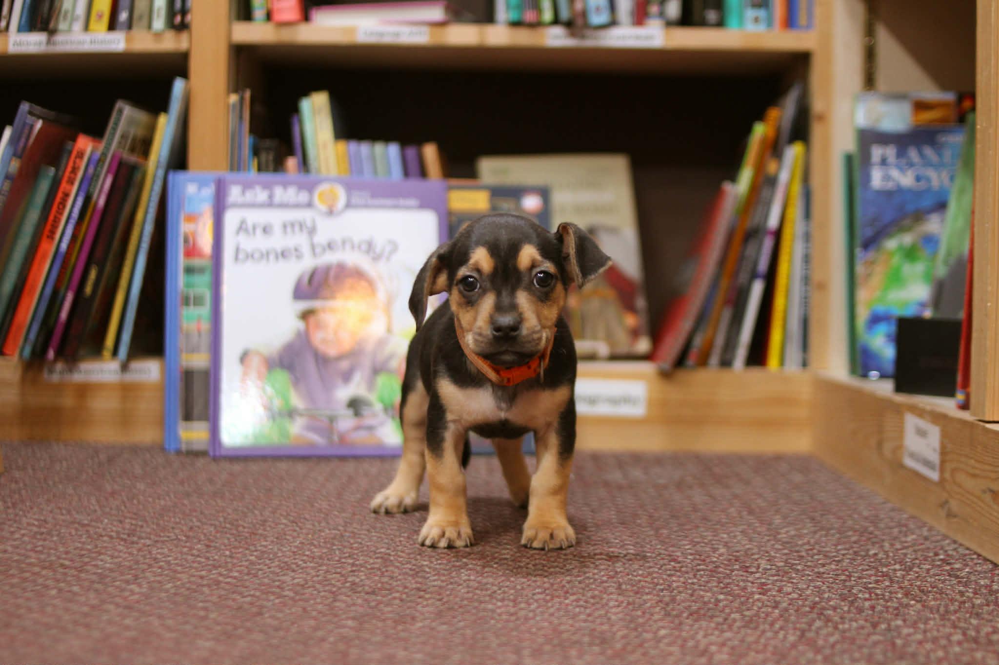 Enlarge Amelia Bedelia, an adoptable mixed breed in South Saint Paul, MN image 2/4