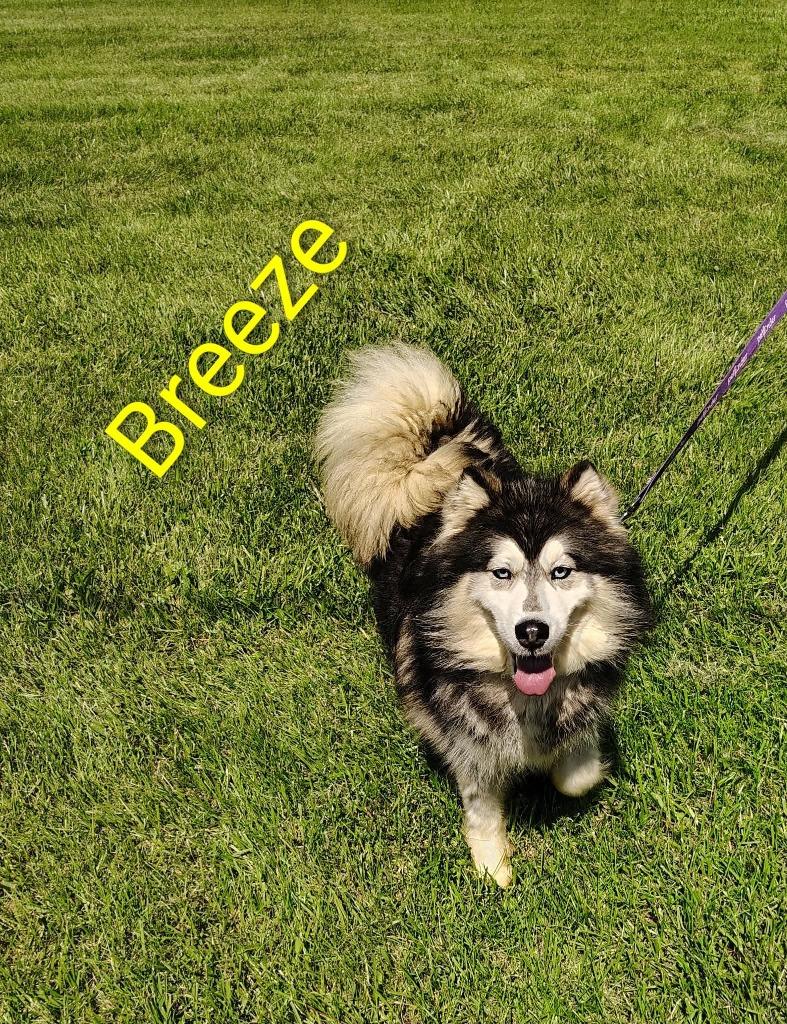 Breeze, Adopted, Adult Female Husky.